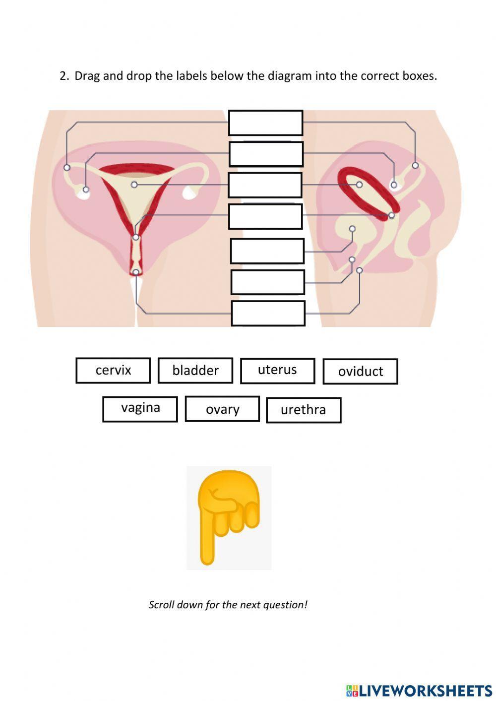 Reproductive parts