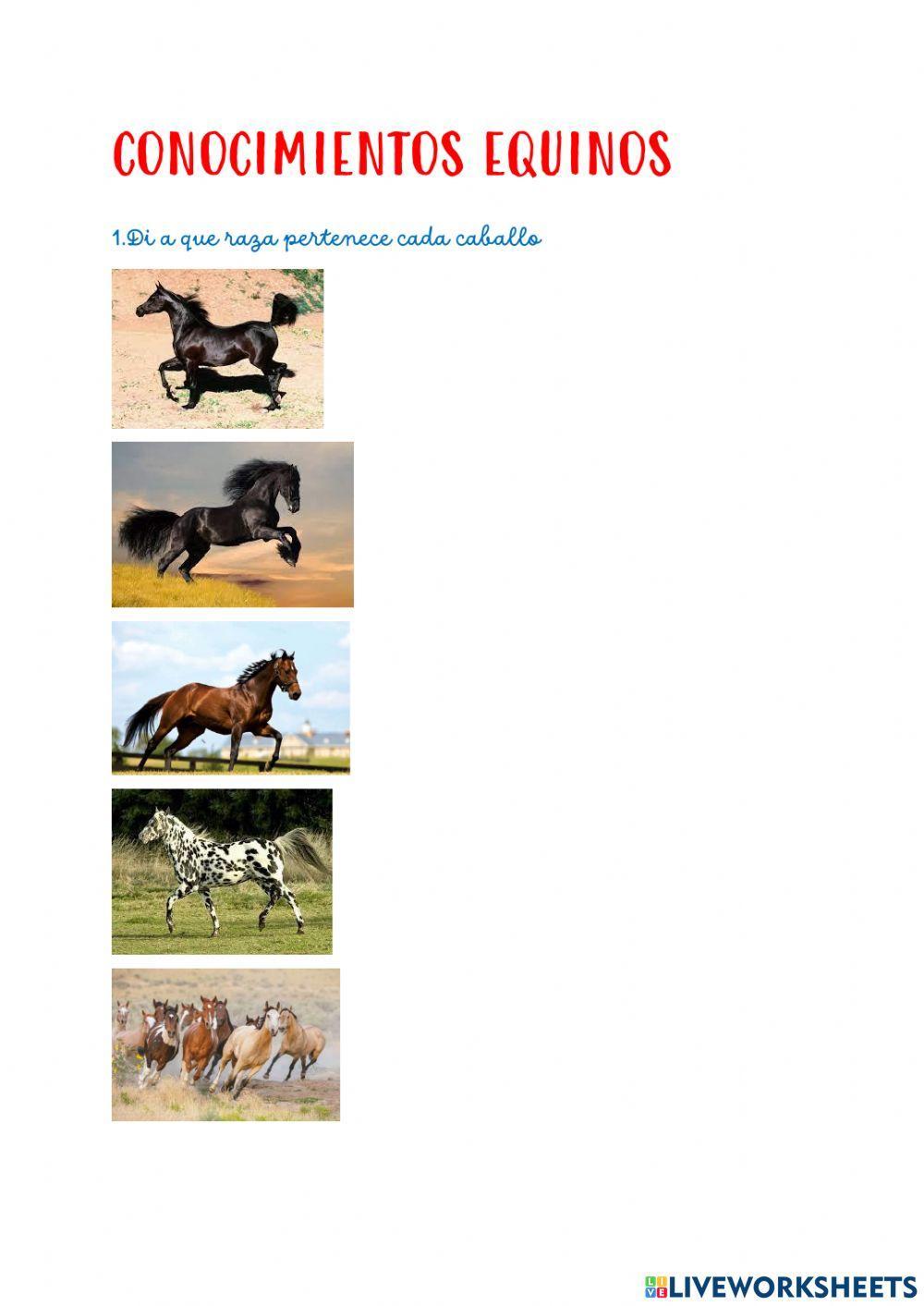 Conocimientos de caballos