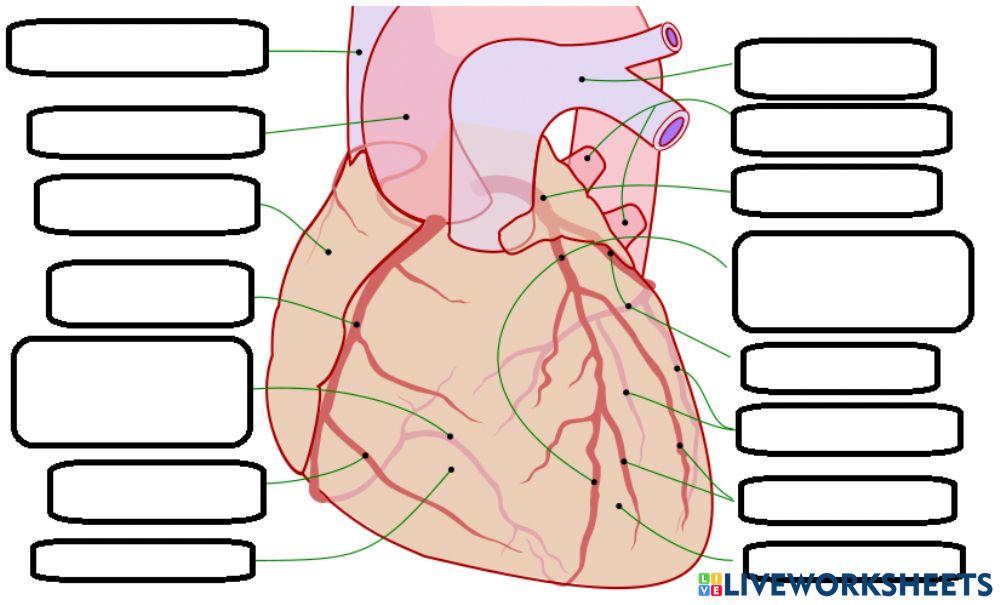 Anatomía arteria del corazón