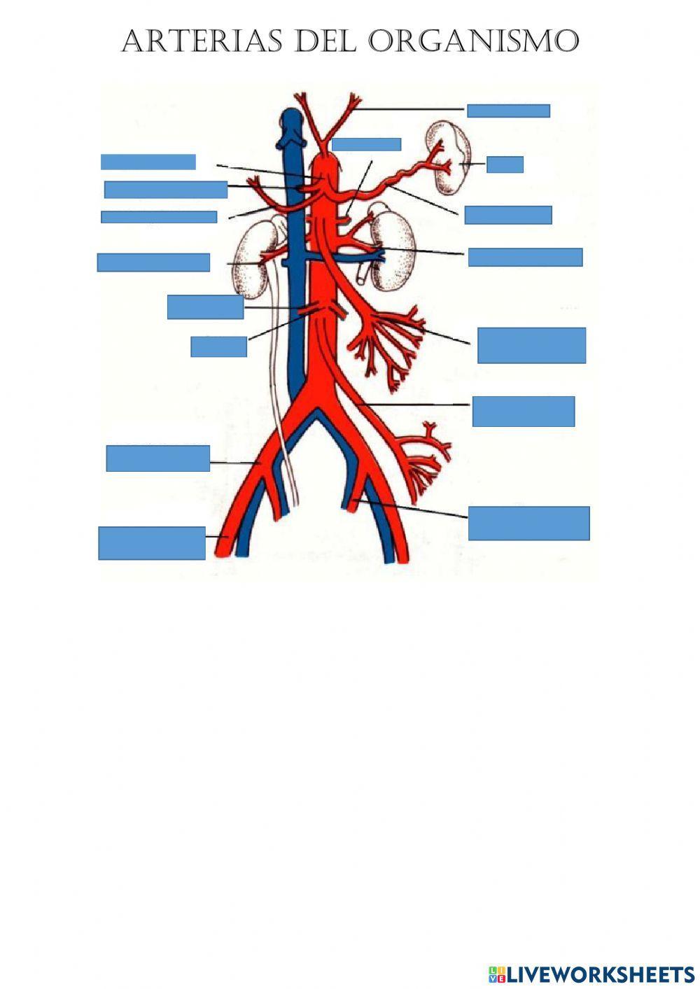 Principales arterias abdominales