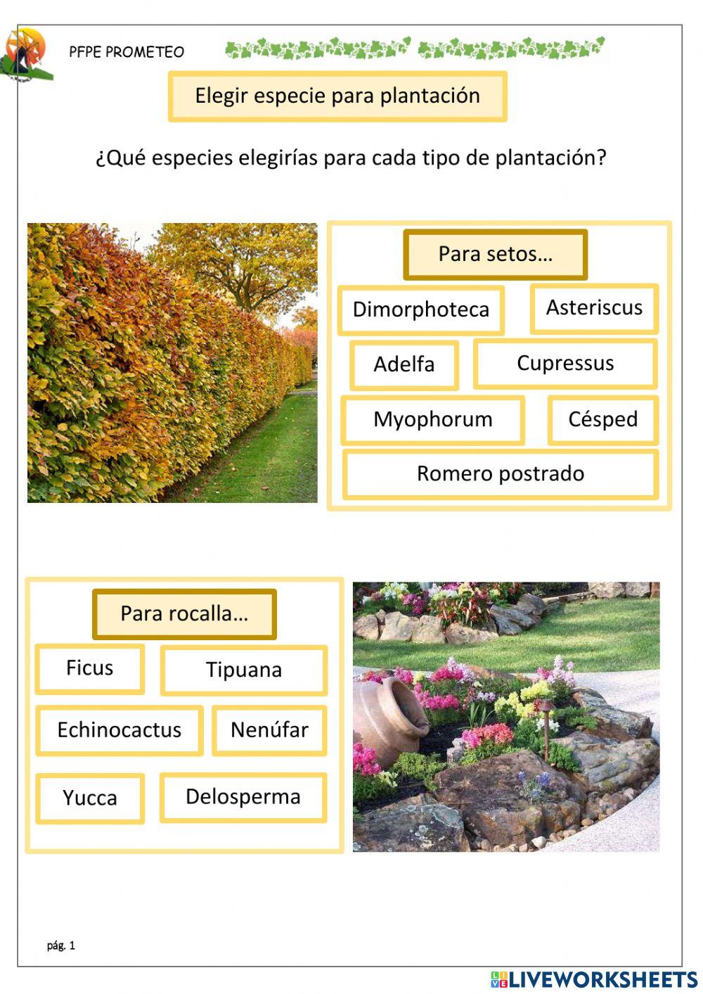Elegir ubicación para plantar