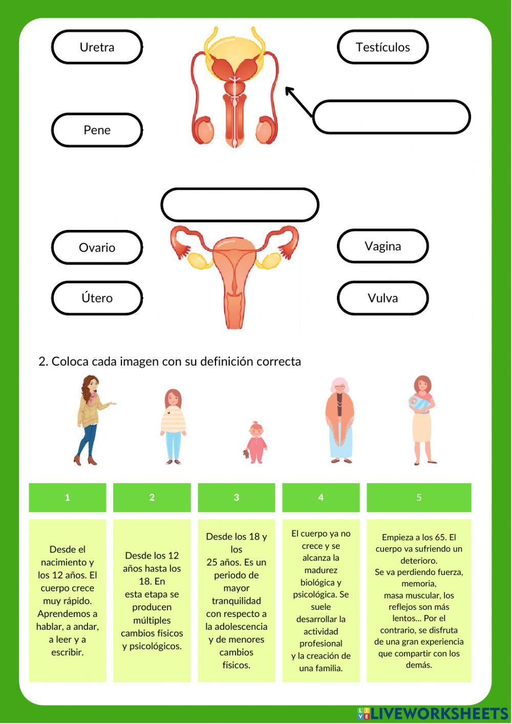 Viajando al interior del cuerpo