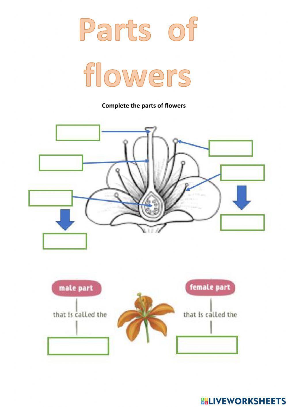 Parts of the flower