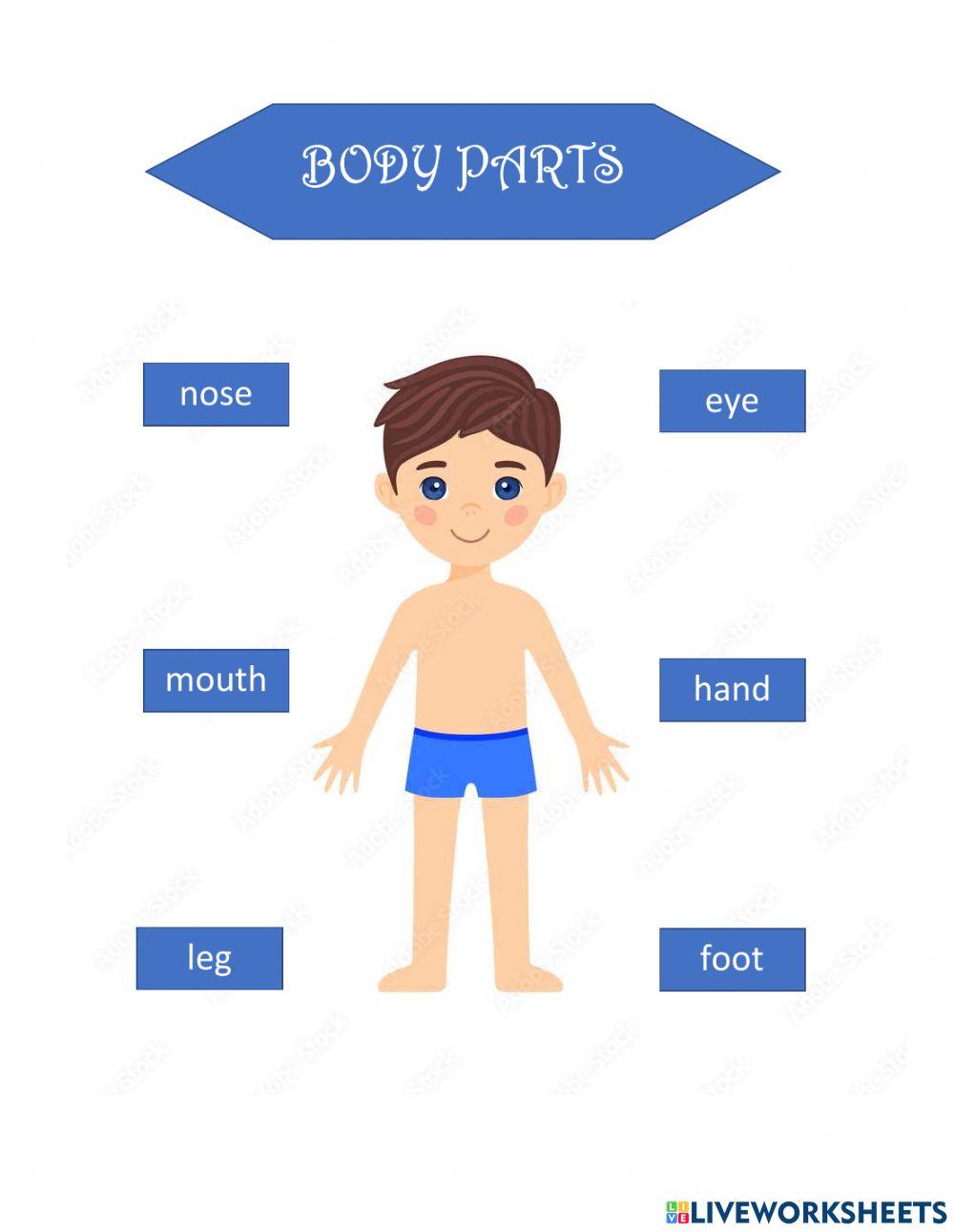 Body Parts