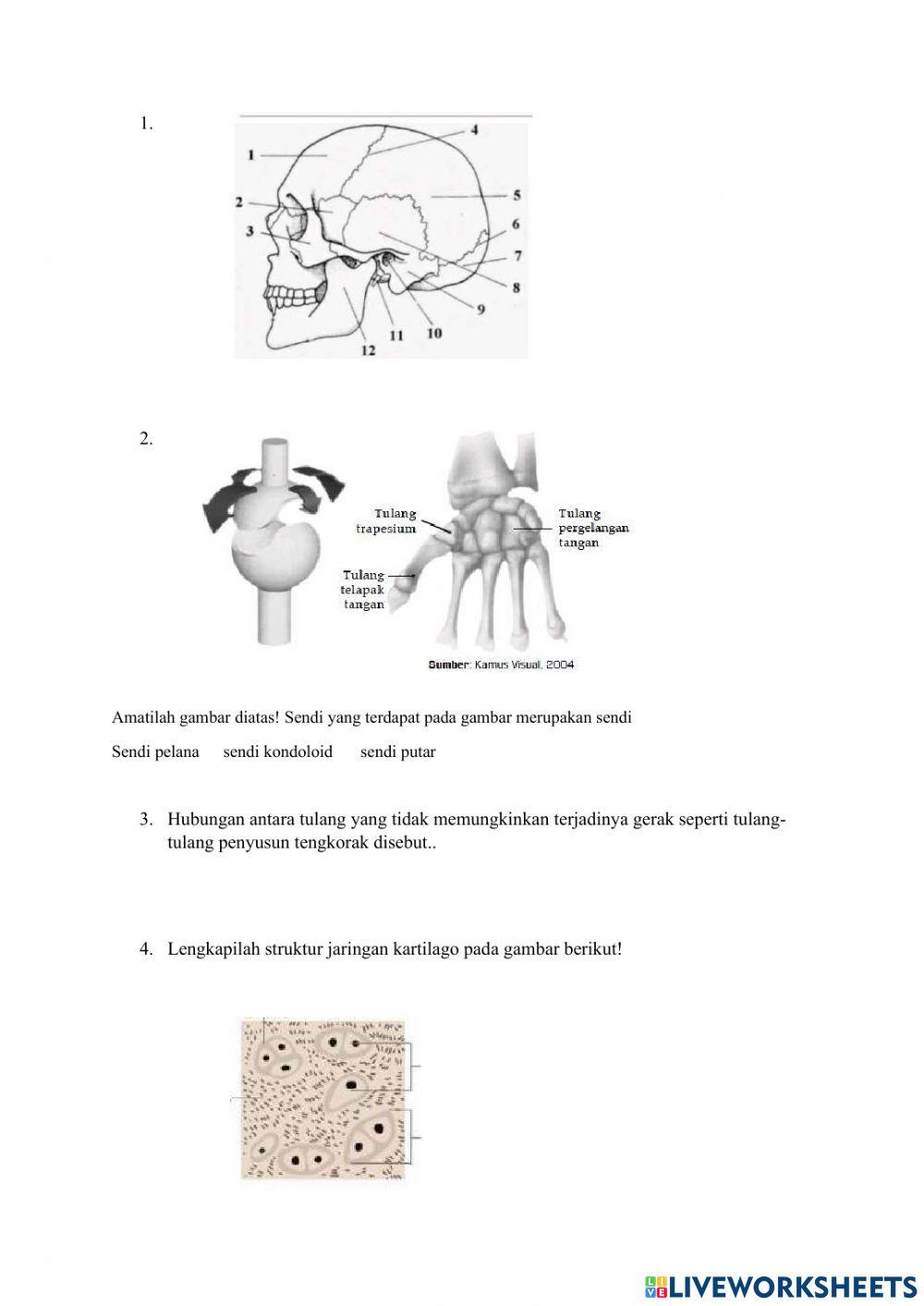 Quiz mekanisme kerja otot, sendi, dan rangka