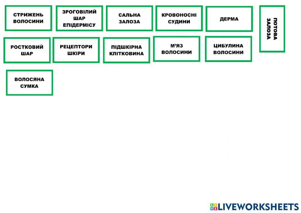 Будова шкіри