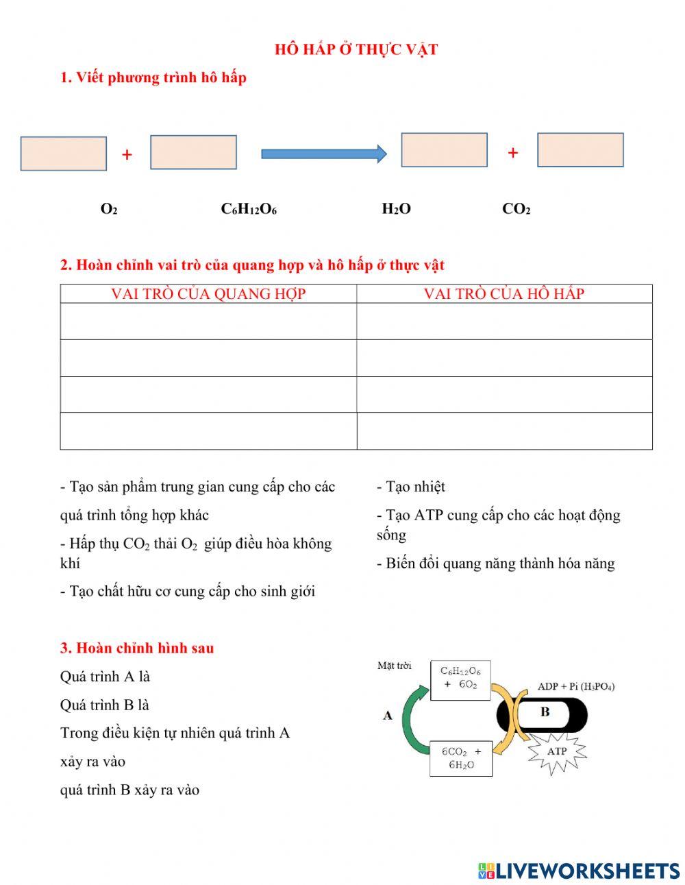 Ôn tập quang hợp và hô hấp