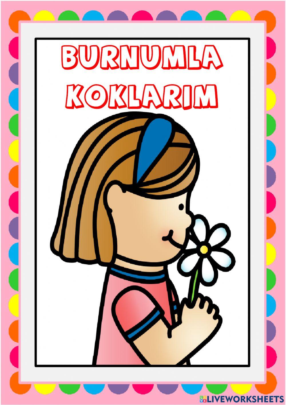 5 DUYU ORGANI: BURUN