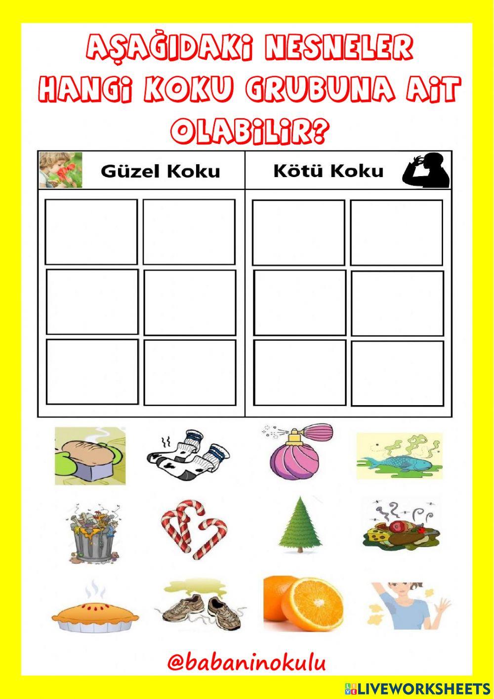 5 DUYU ORGANI: BURUN