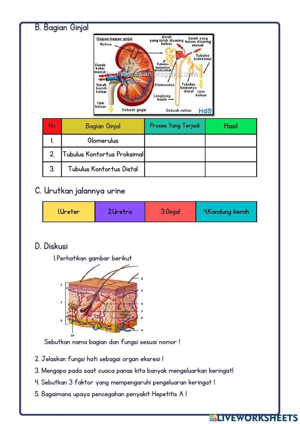 Lkpd sistem ekskresi