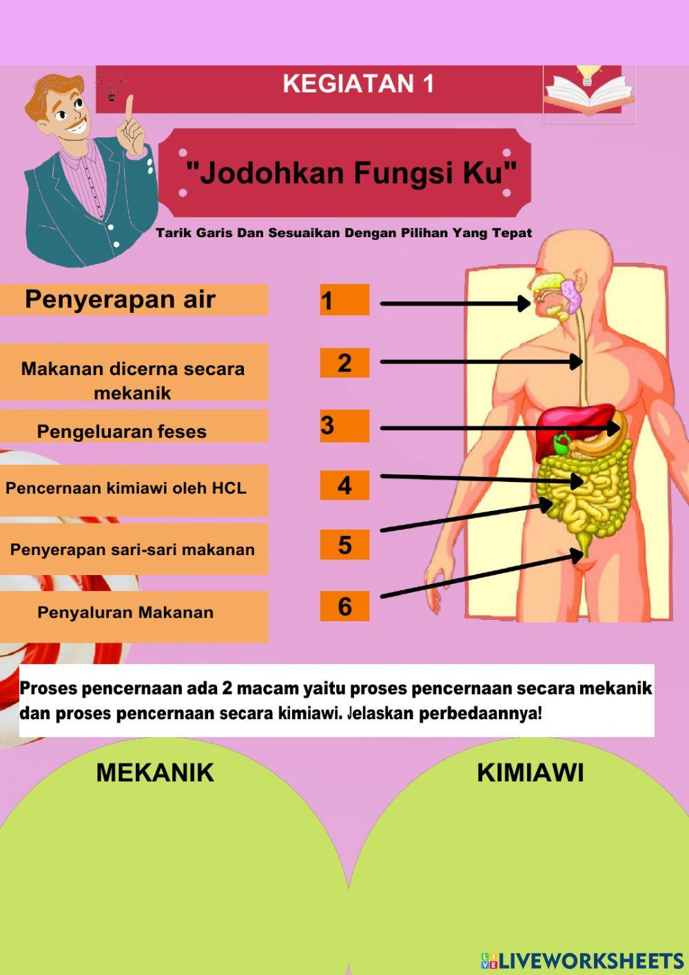 Lkpd sistem pencernaan smp kelas 8