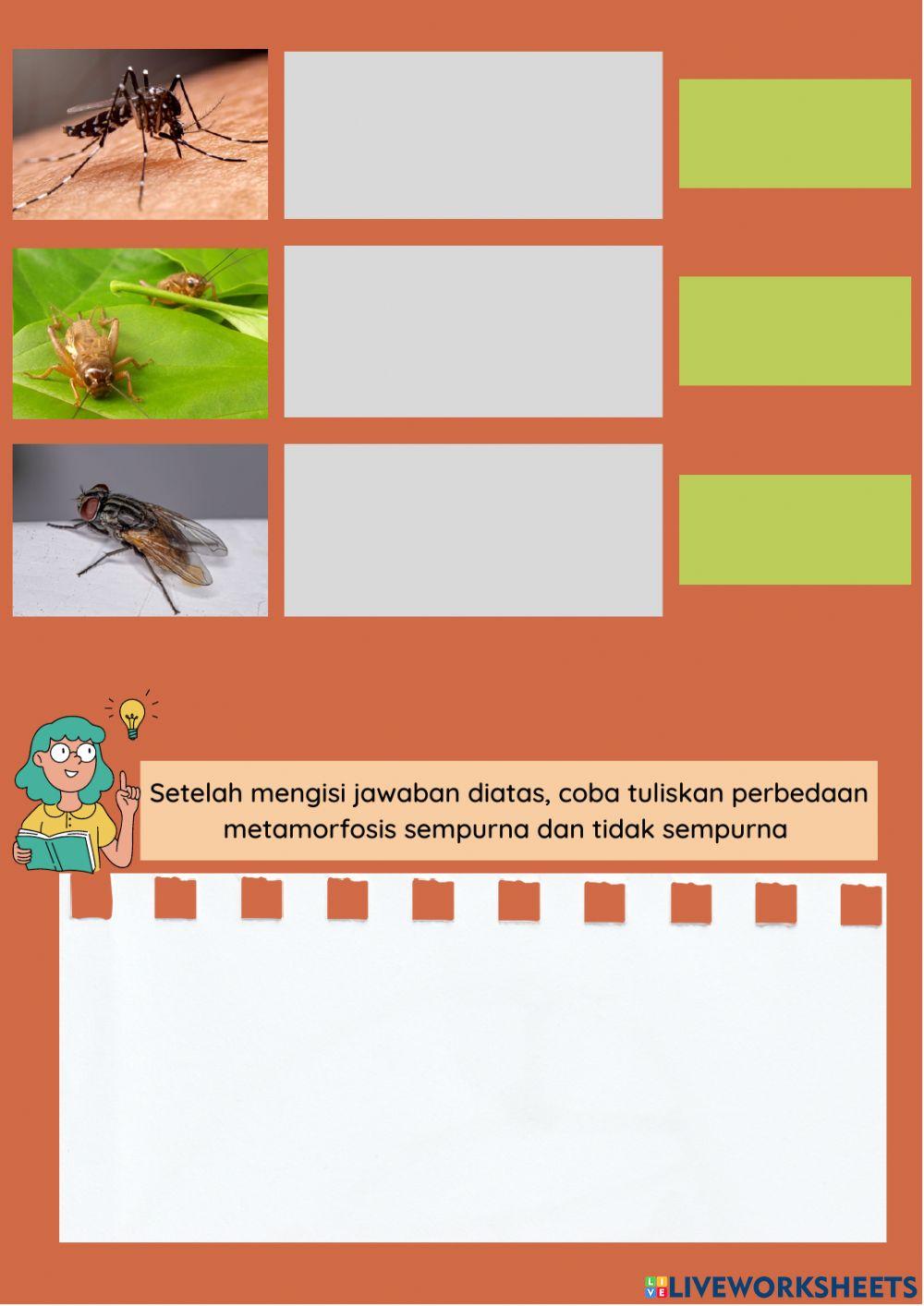 E-LKPD IPA Metamorfosis Pada Hewan