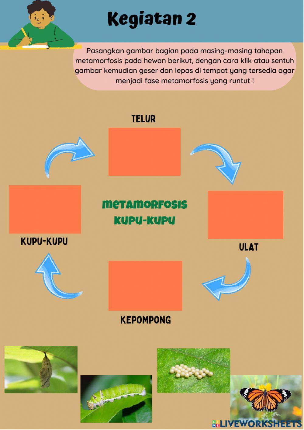 E-LKPD IPA Metamorfosis Pada Hewan