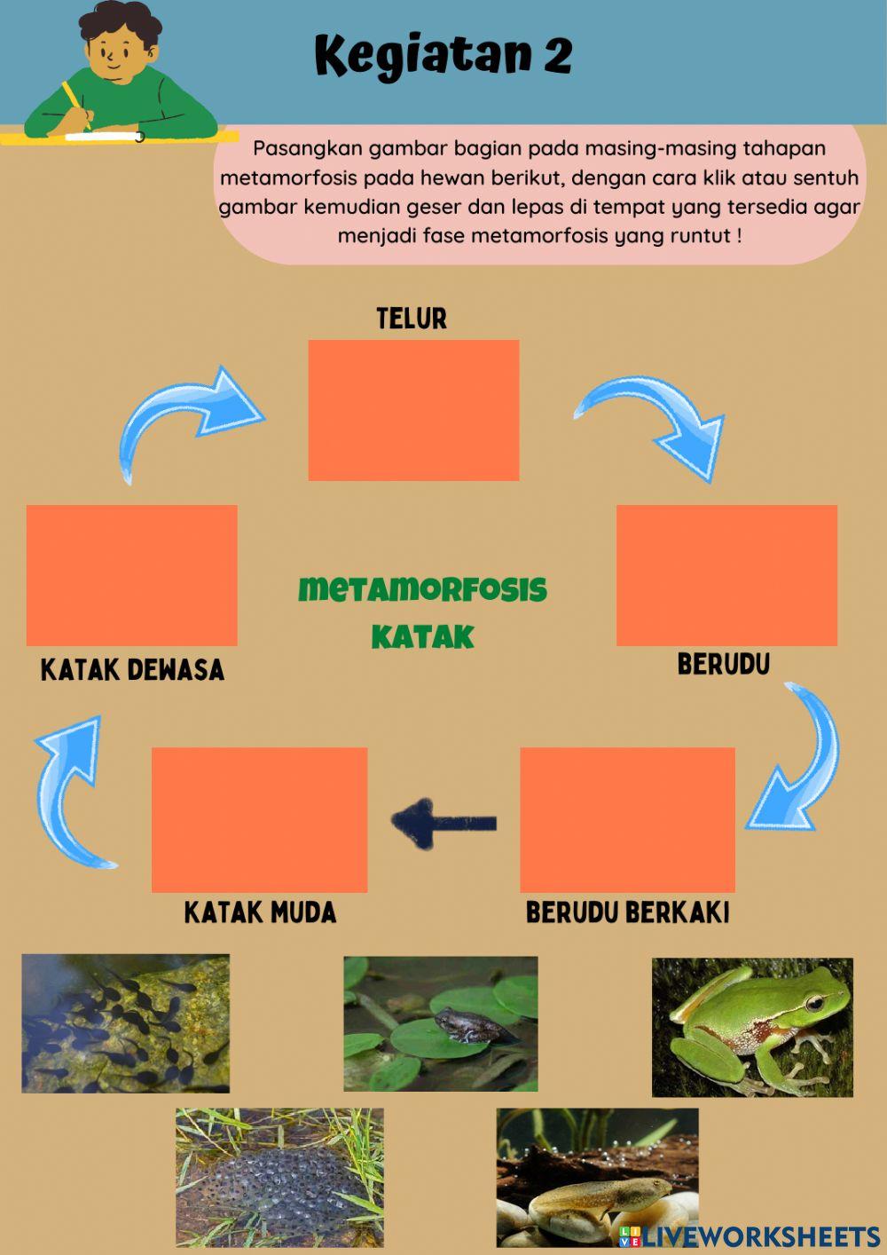 E-LKPD IPA Metamorfosis Pada Hewan