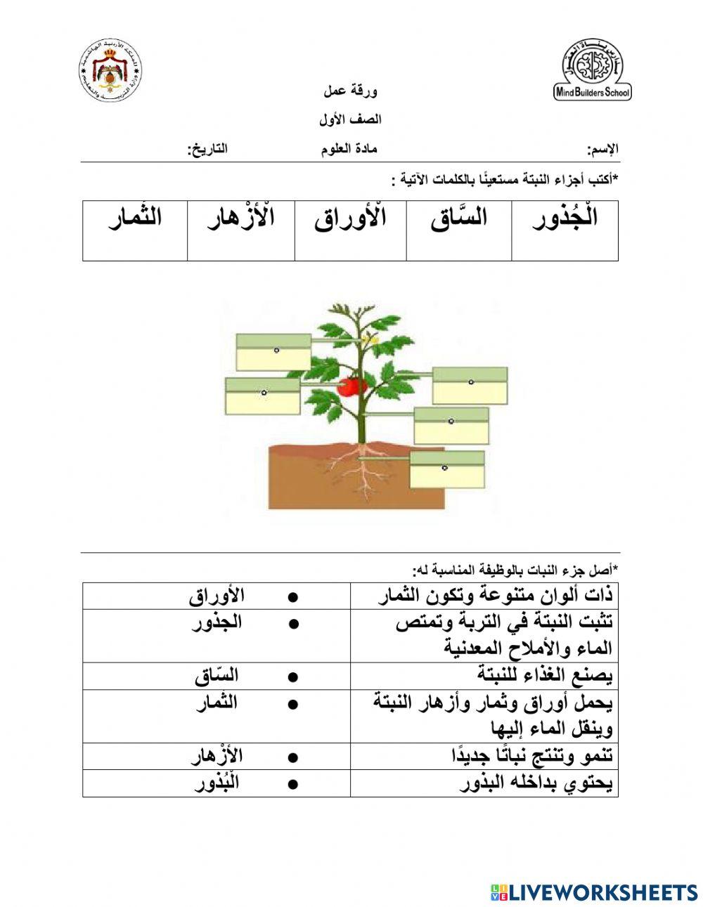 النباتات واجزاءها