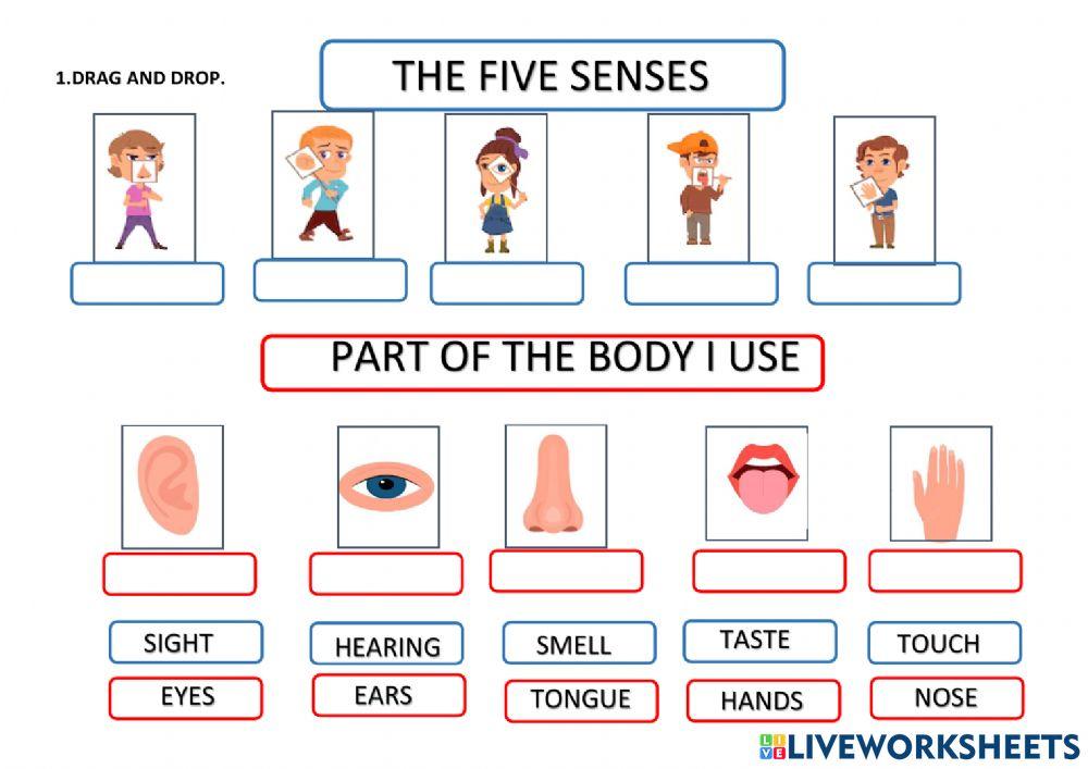 The five senses and their organs