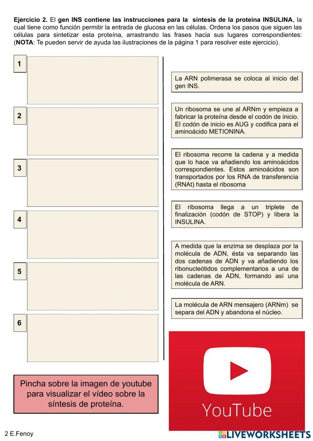 Formación de proteínas: Los procesos de transcripción y traducción