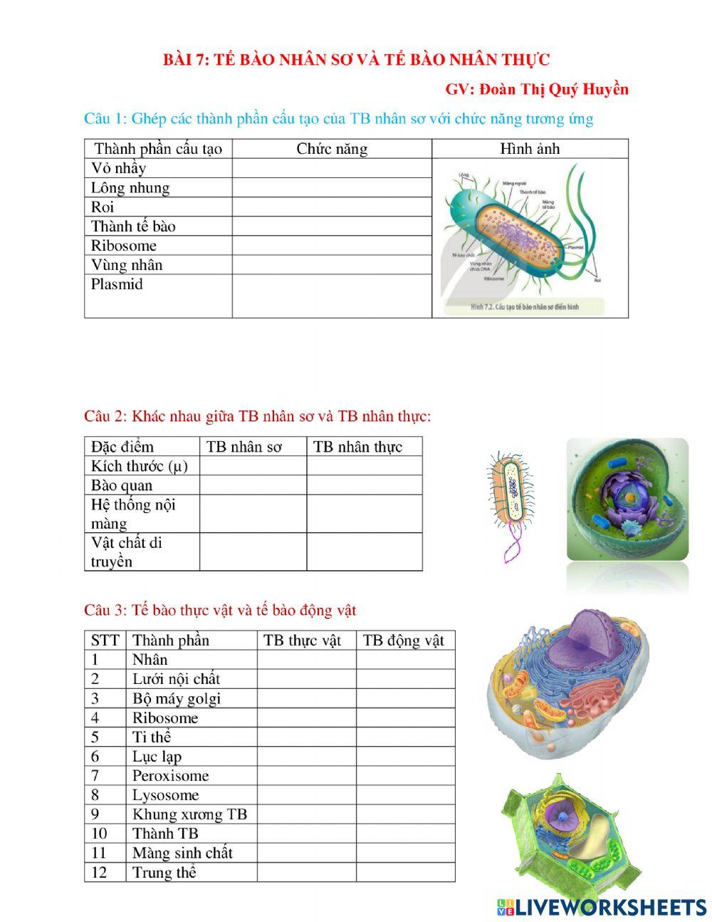 Tế bào nhân sơ Tế bào nhân thực