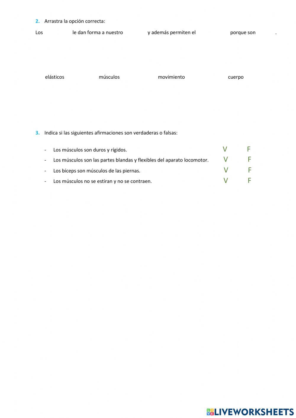 Los músculos del cuerpo humano