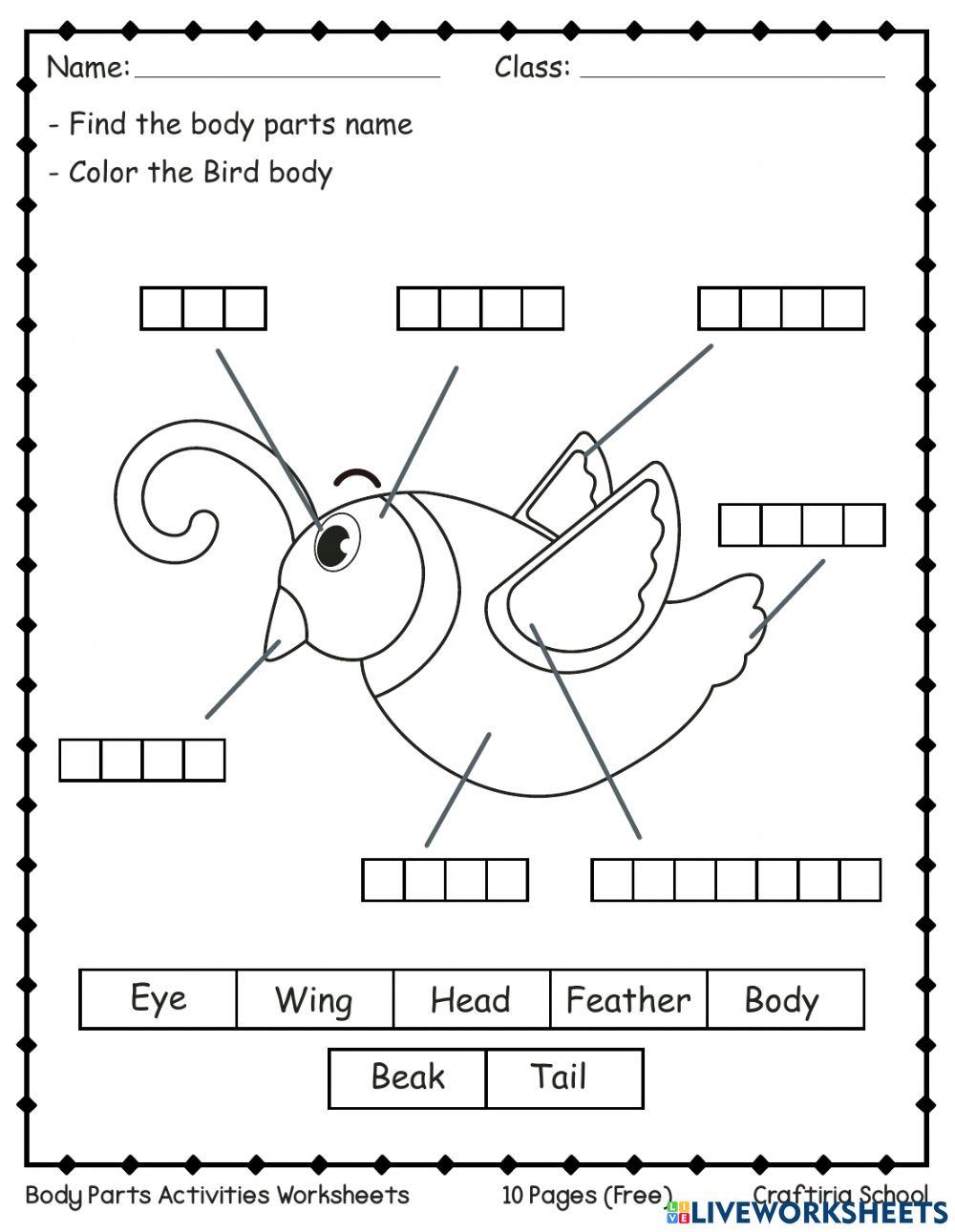 Grade 1 and 2 Human Body Packet