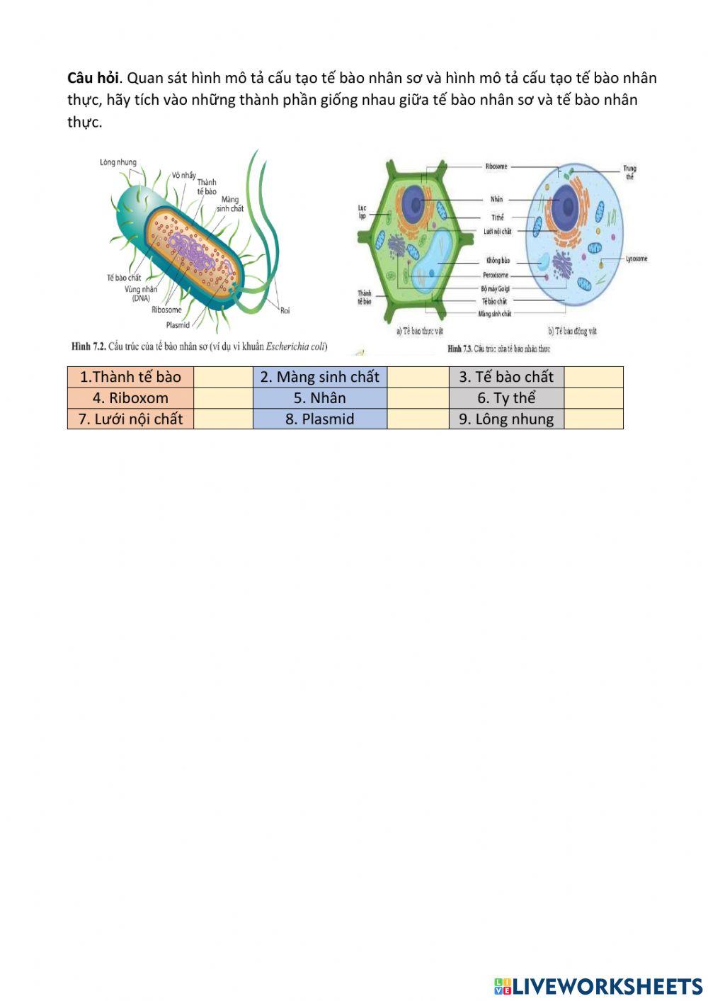 Hộp kiểm cấu trúc tế bào