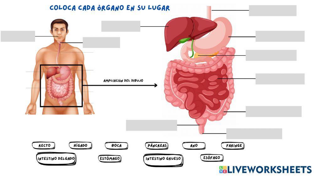 El aparato digestivo