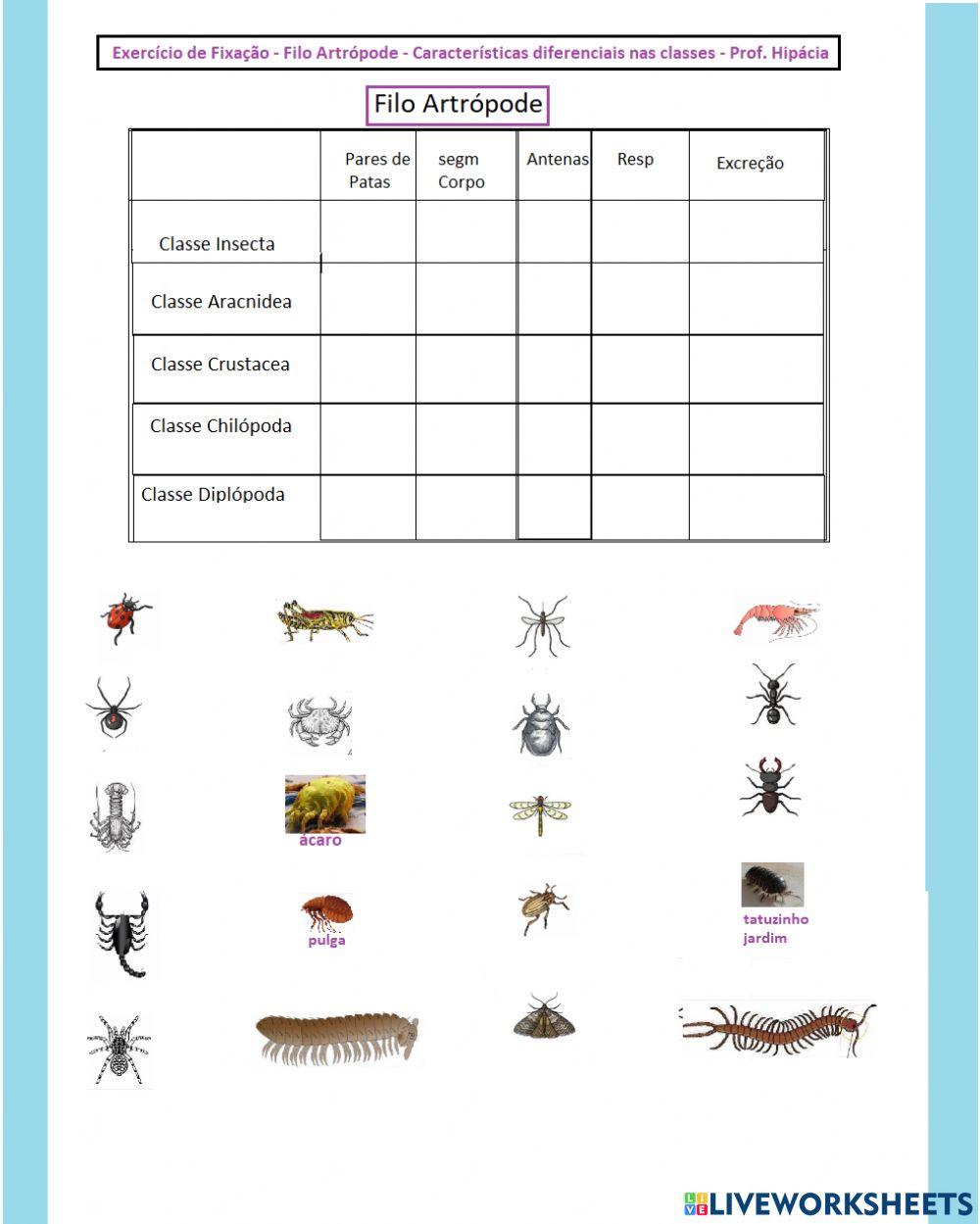 Filo Artrópode - Características das classes