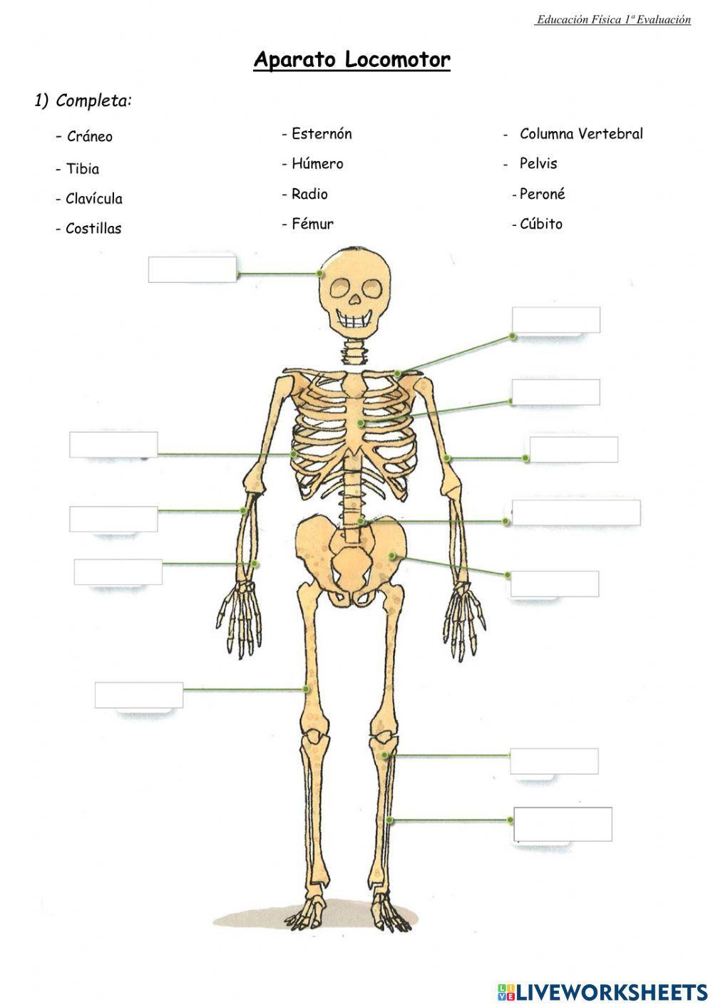 Control Salud 4º Primaria