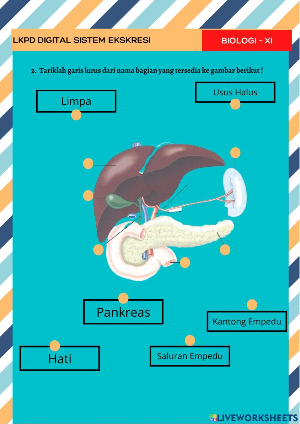 Sistem ekskresi manusia