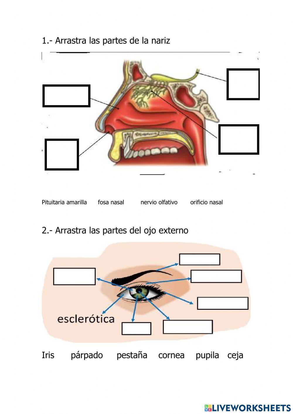 Partes de los órganos de los sentidos