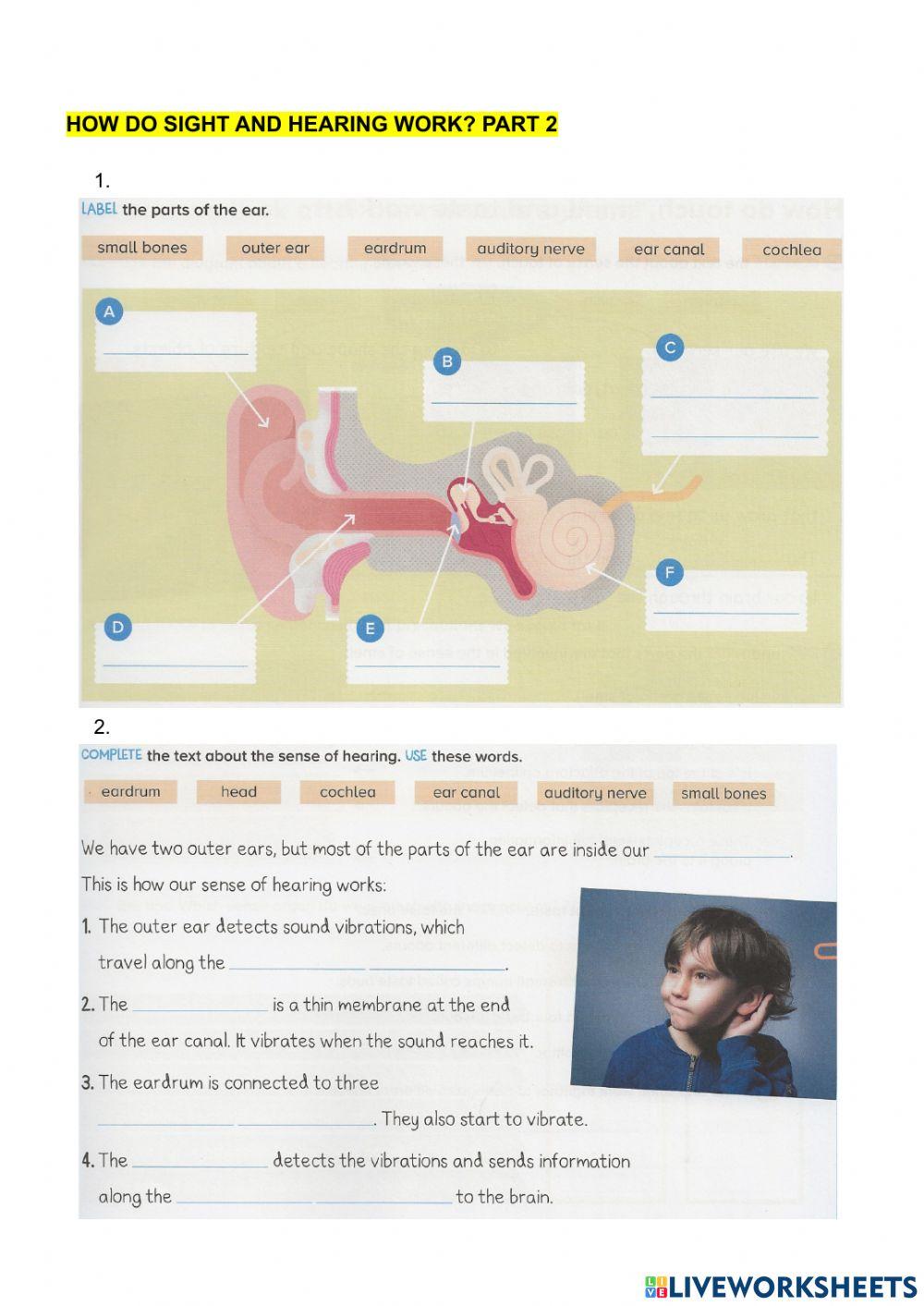 How do sight and hearing work? Part 2 online exercise for Live Worksheets