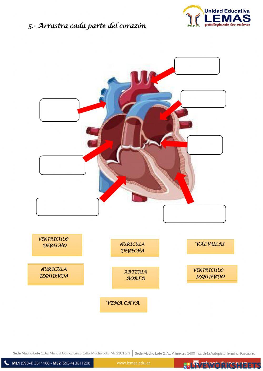 Evaluación quimestral