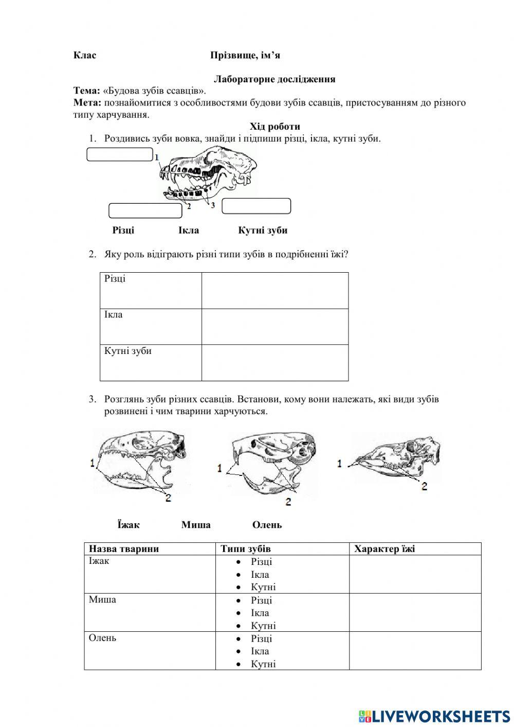 Будова зубів ссавців