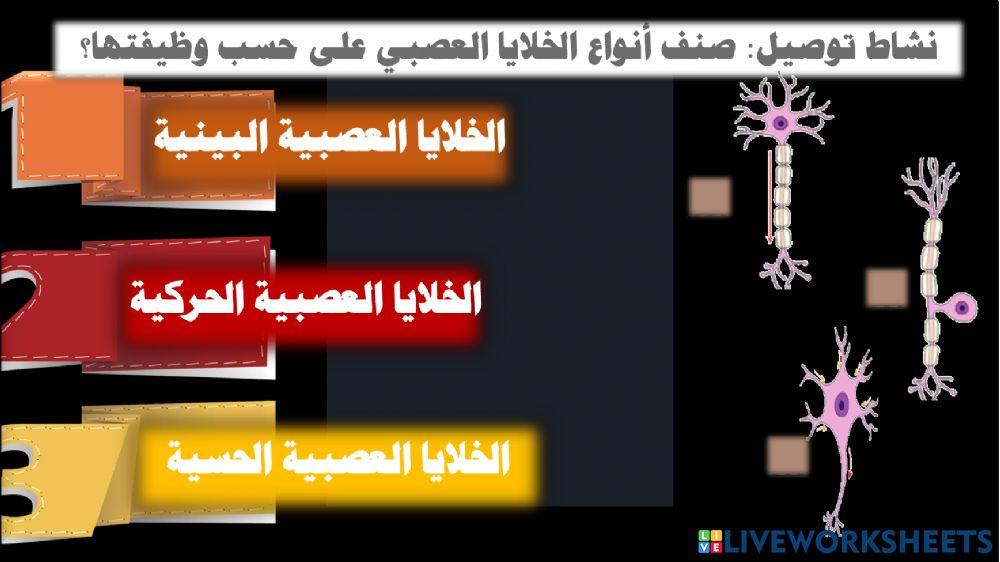 أنواع الخلايا العصبية