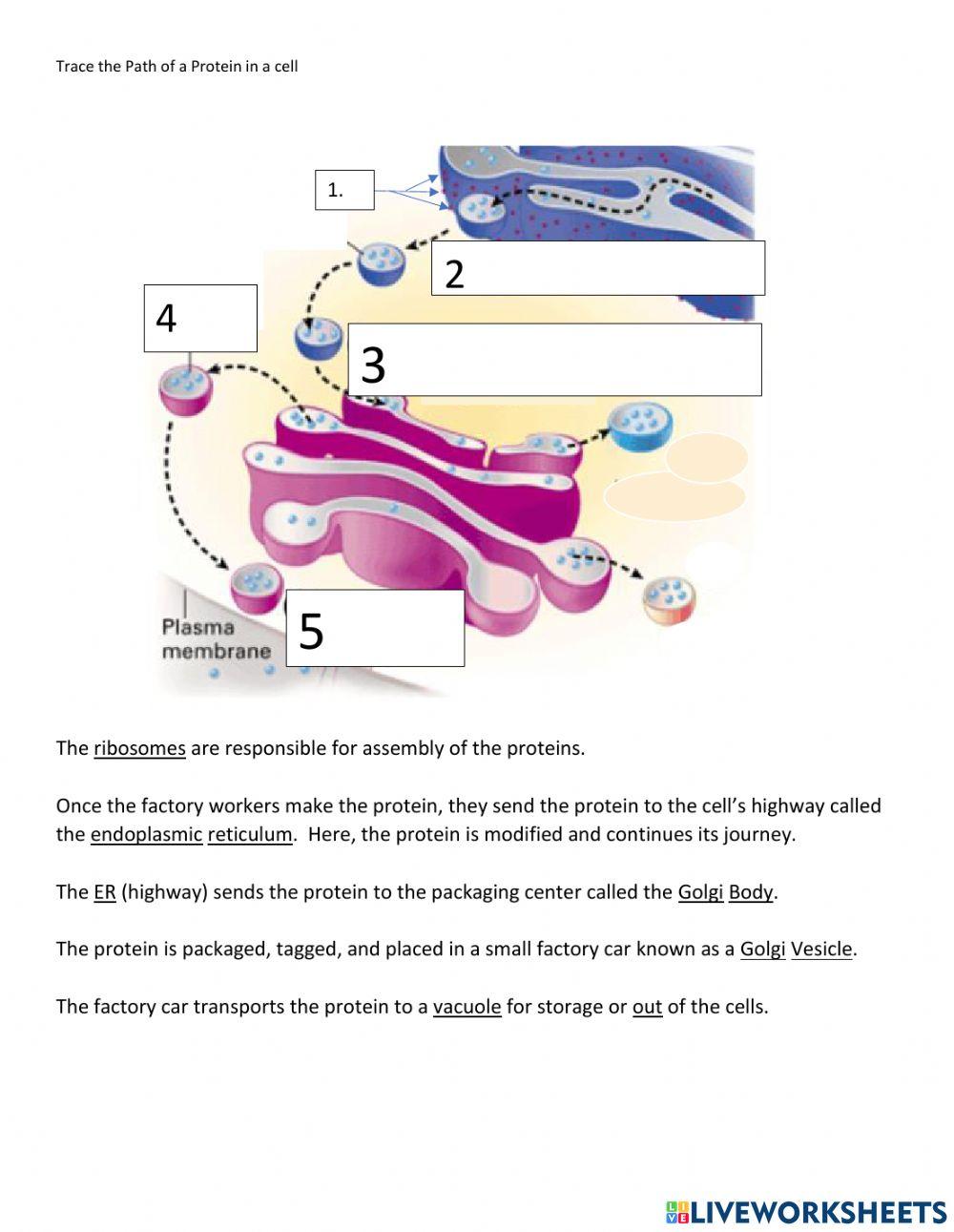 Trace the path of a protein