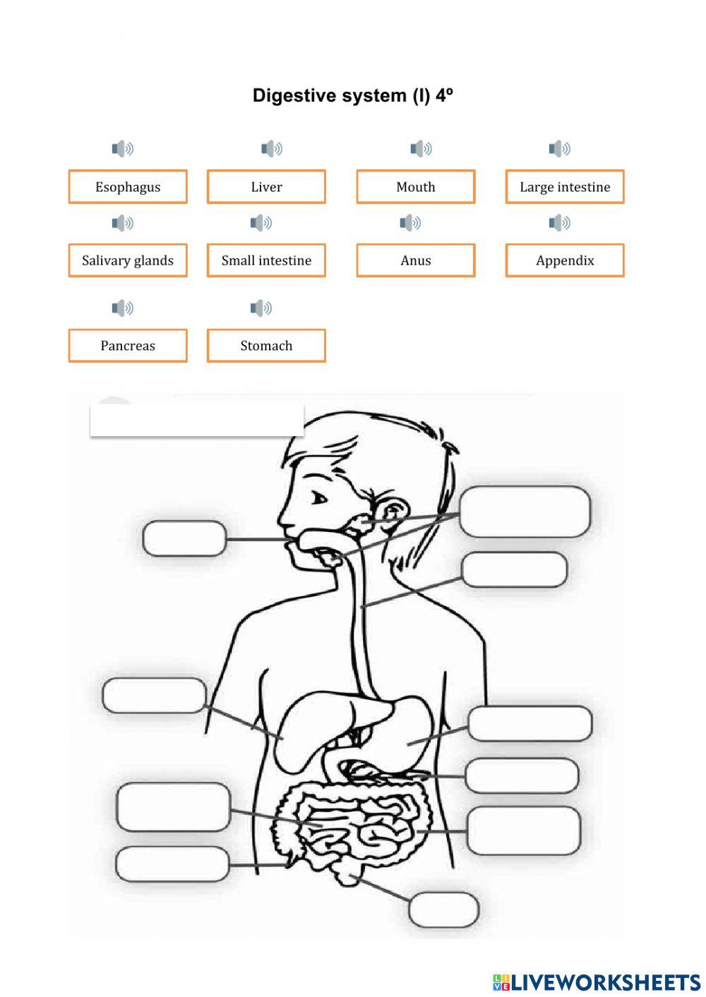 Digestive system (I) 4º