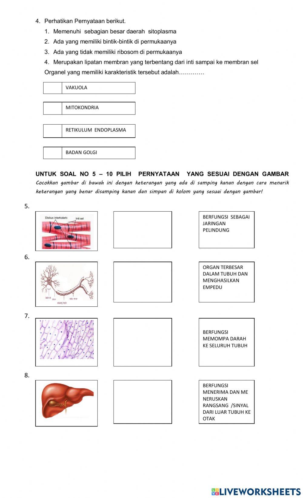 Sistem organisasi kehidupan