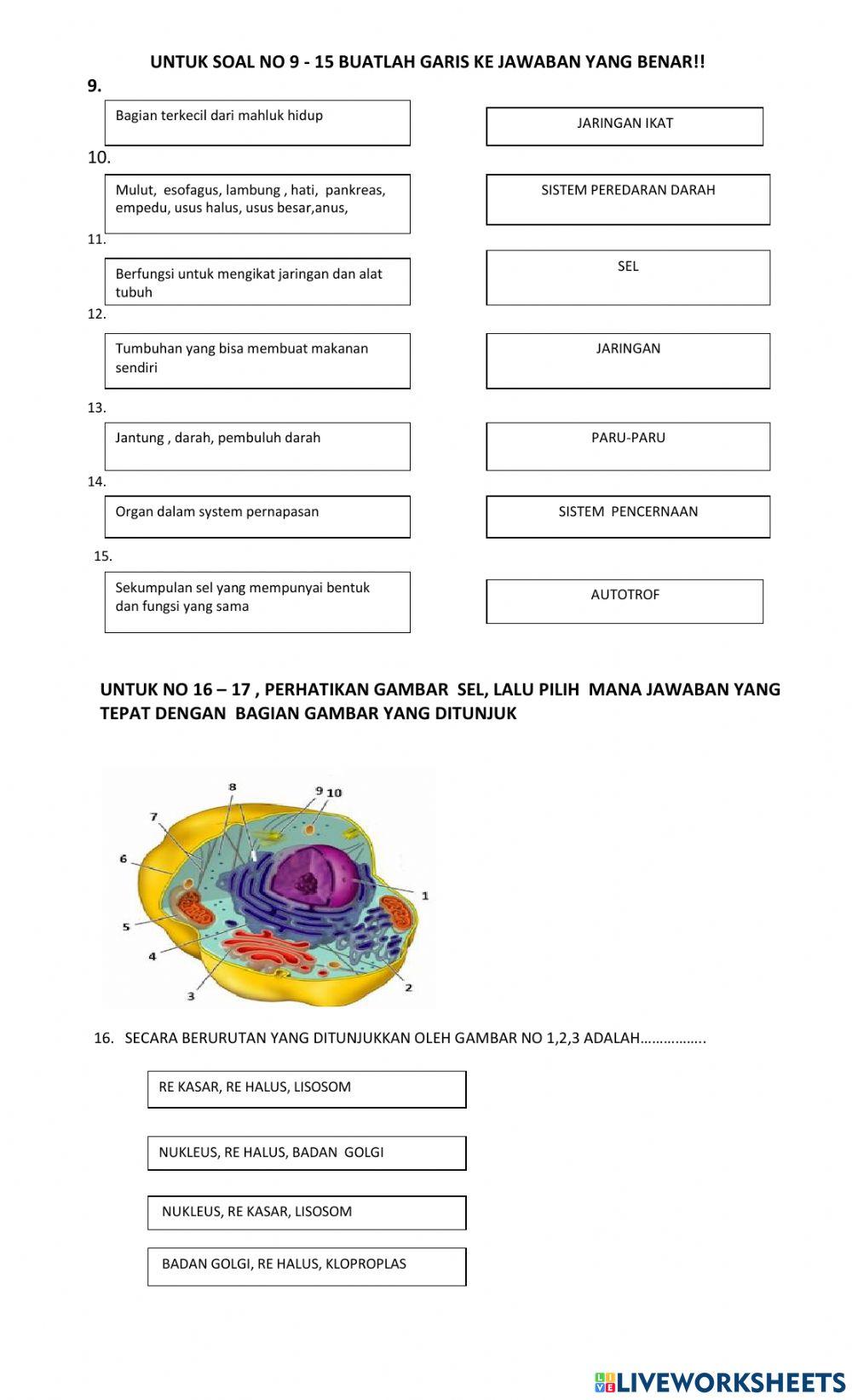 Sistem organisasi kehidupan