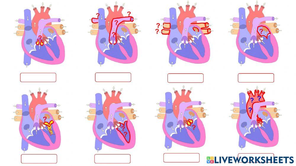 Bits sistema circulatorio