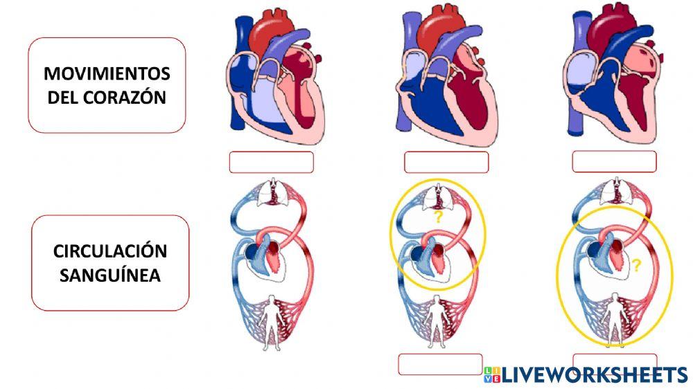 Bits sistema circulatorio