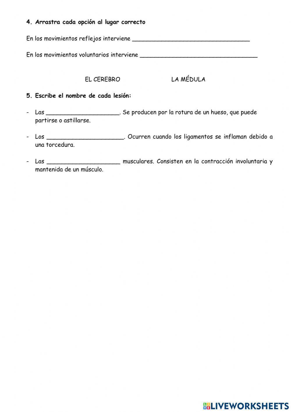 El aparato locomotor