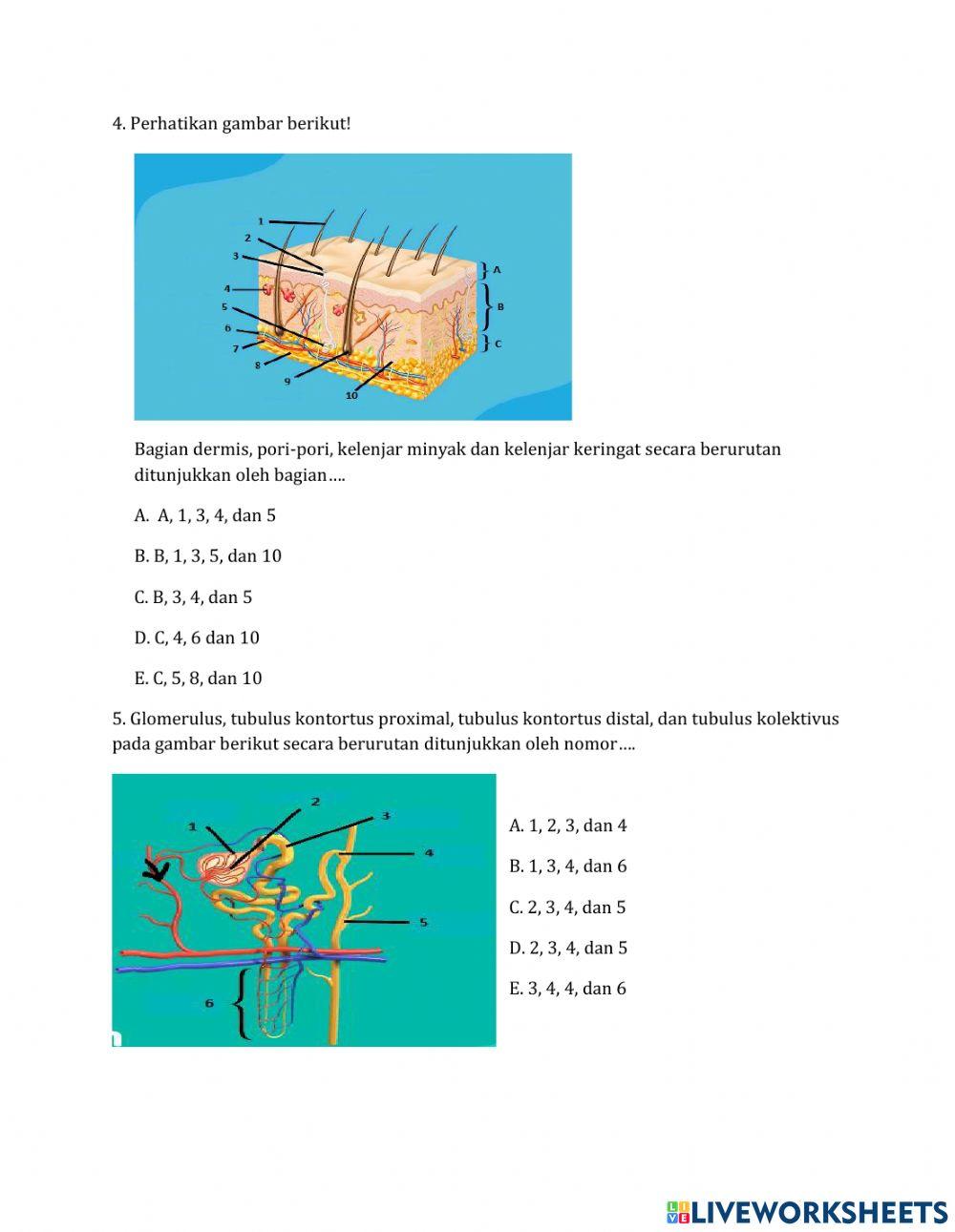 Latihan Soal Sistem Ekskresi