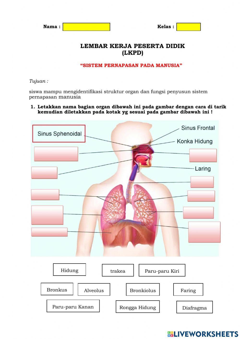 LKPD -Sistem Pernapasan Mmanusia-