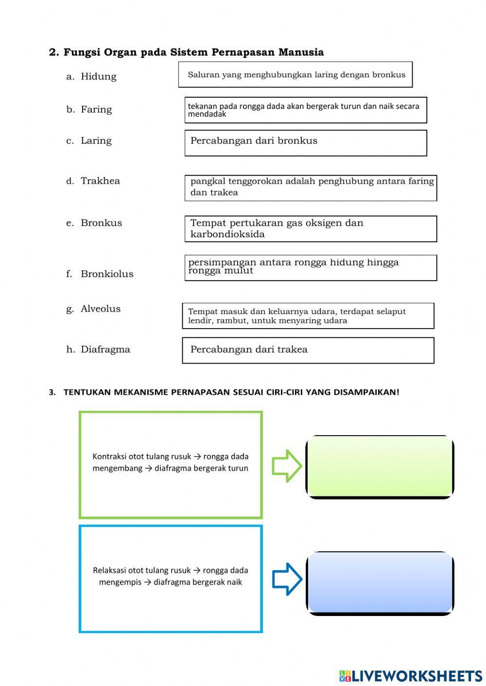 LKPD -Sistem Pernapasan Mmanusia-