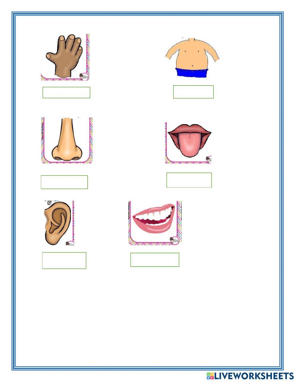 Body parts in english