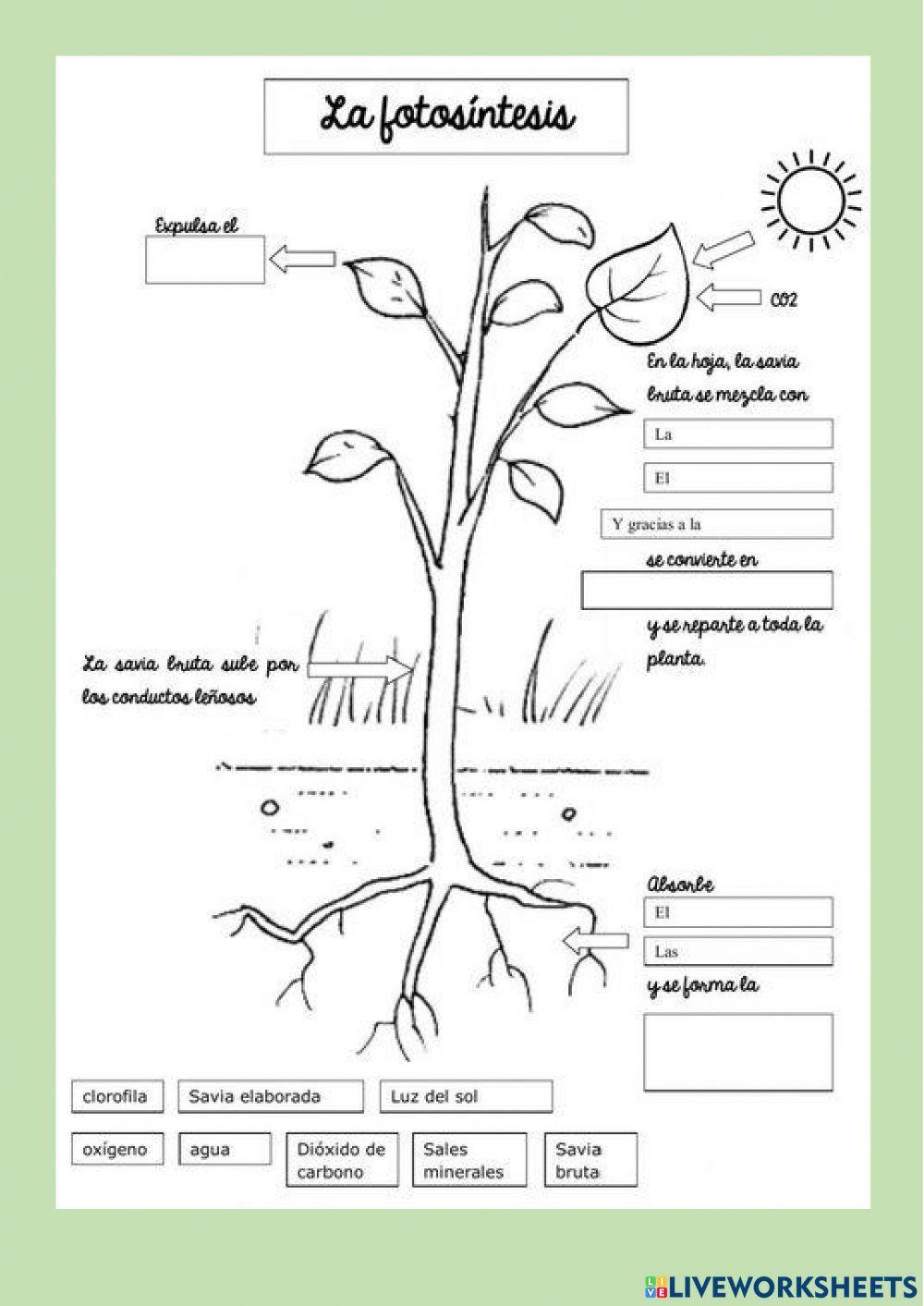 El reino de las plantas