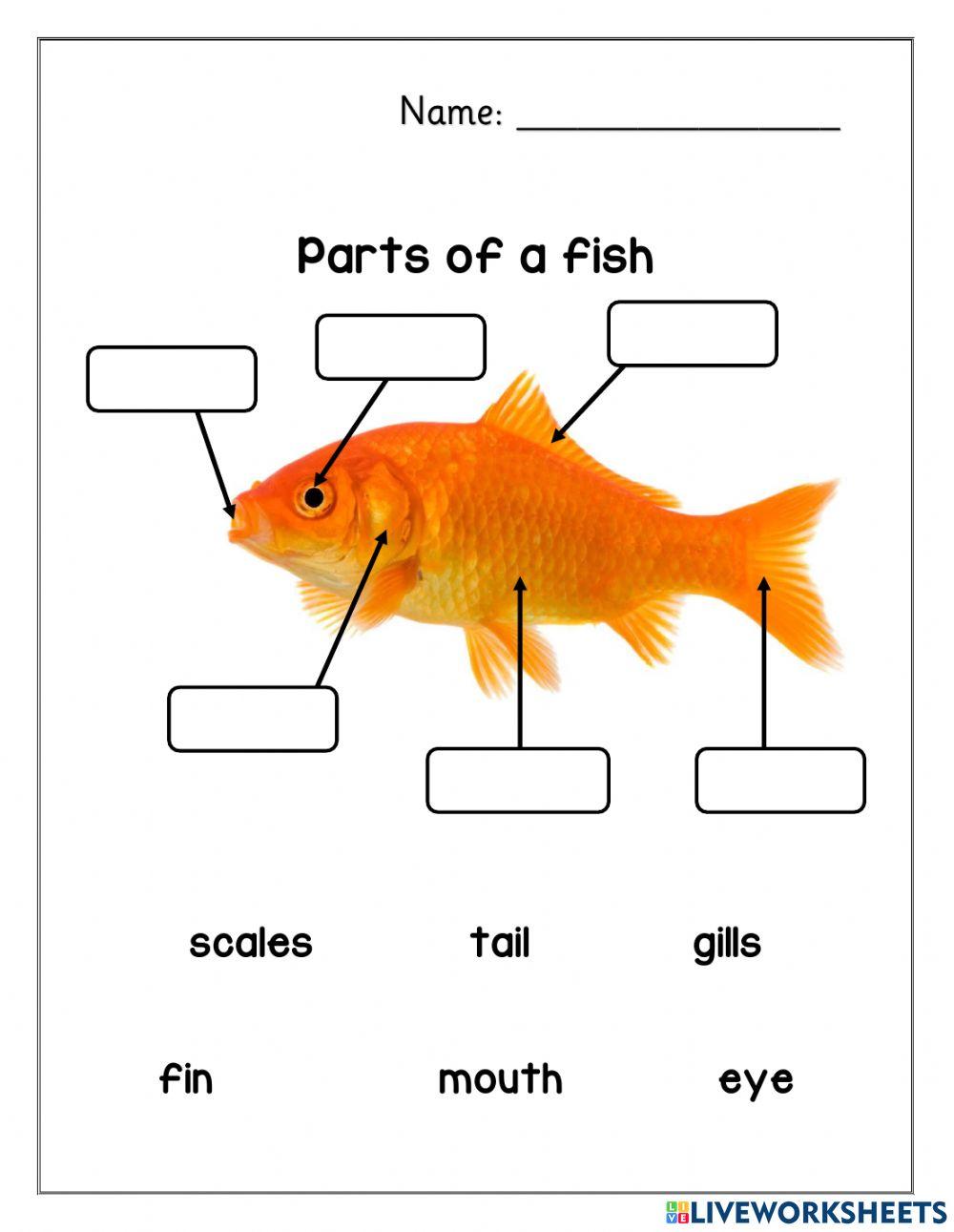 1861117 Parts of a fish ain769 LiveWorksheets