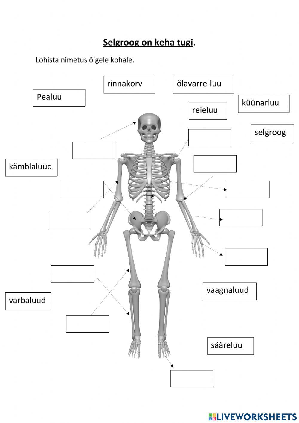 Selgroog on keha tugi