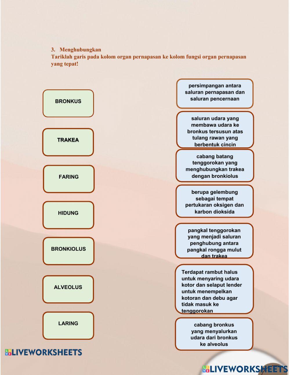 Sistem Pernapasan kls 8
