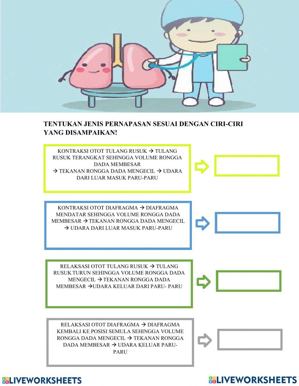 Sistem Pernapasan kls 8
